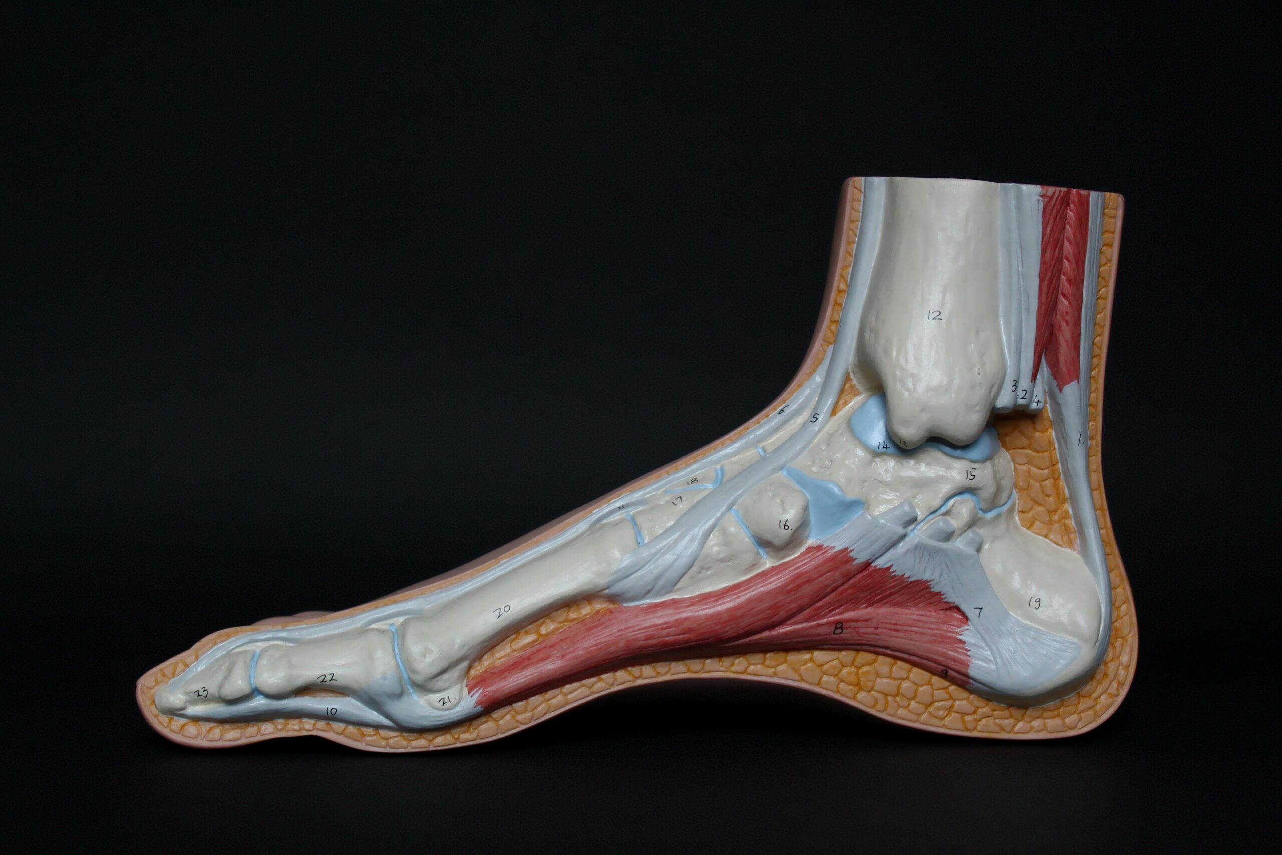 3 facts about tendons featured scaled
