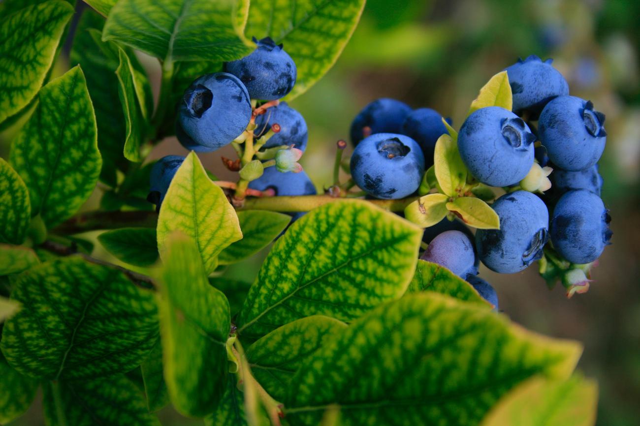 Blueberry Trivia Questions