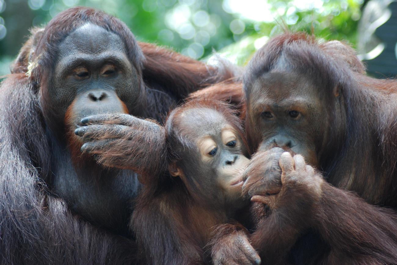 Bornean Orangutans fun facts