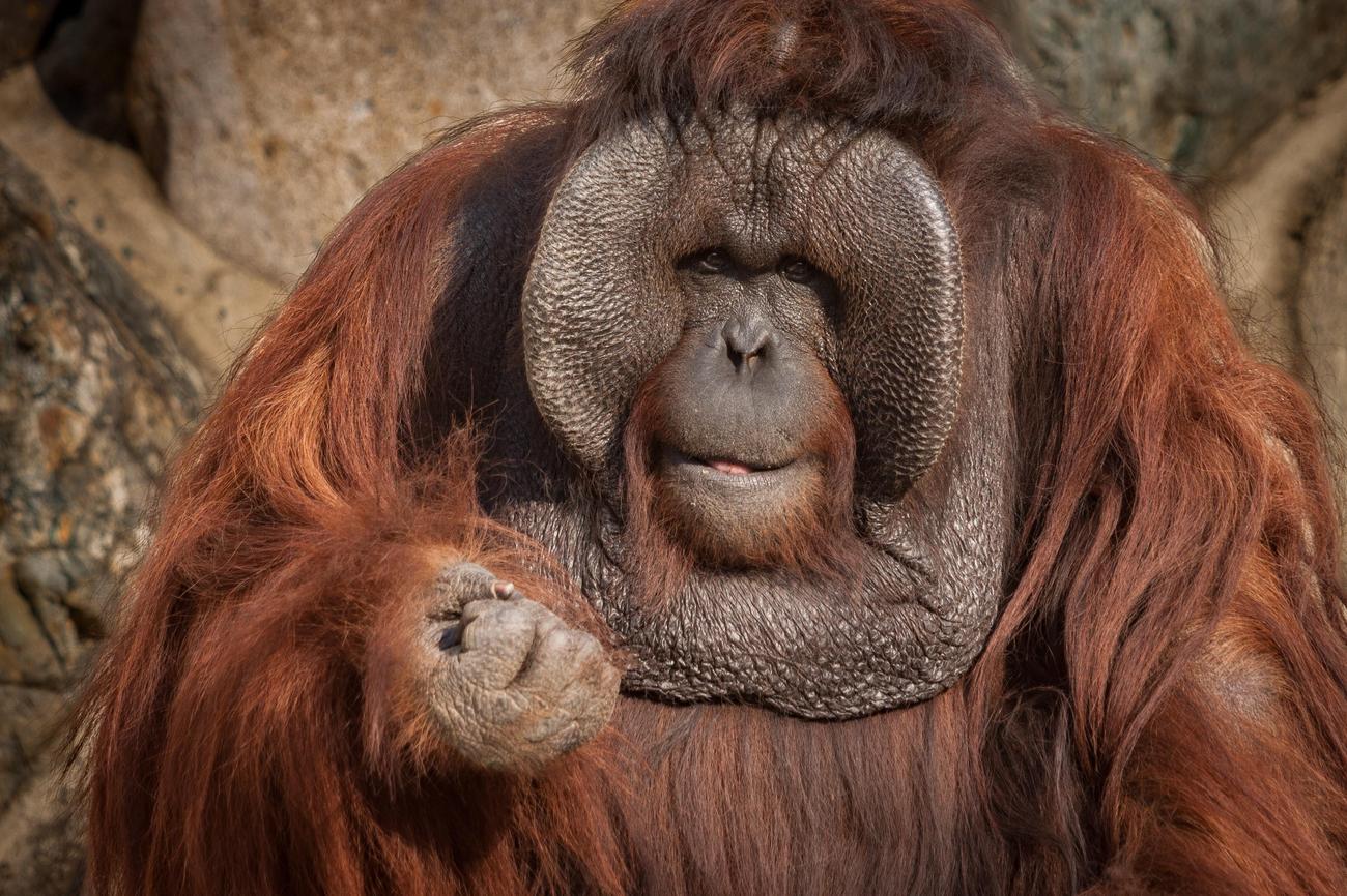 Bornean Orangutans fun facts featured