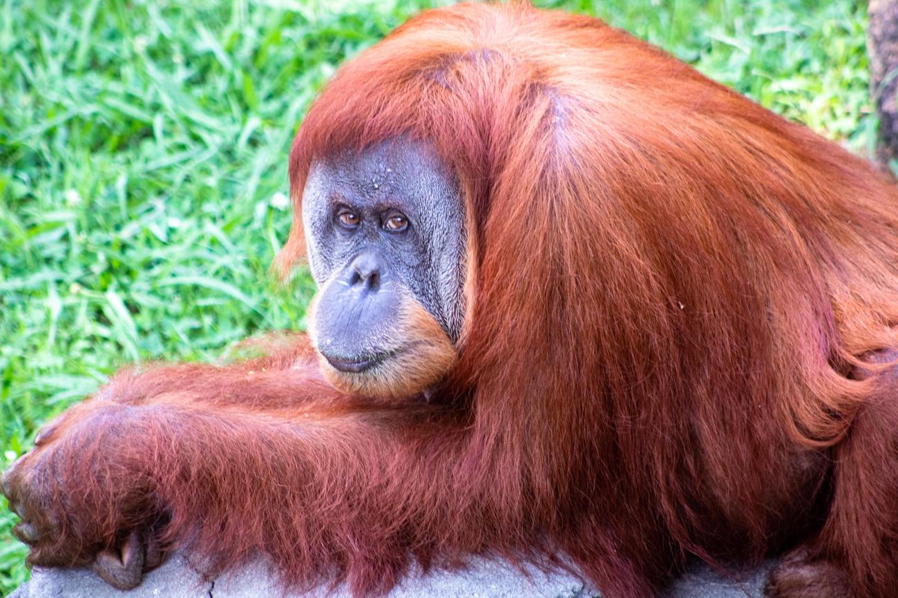 Causes of orangutan endangerment