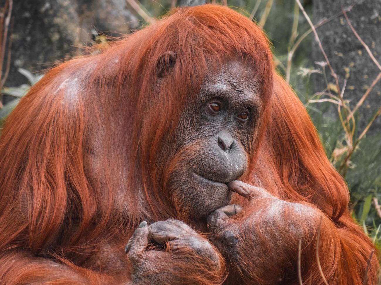 Causes of orangutan endangerment featured