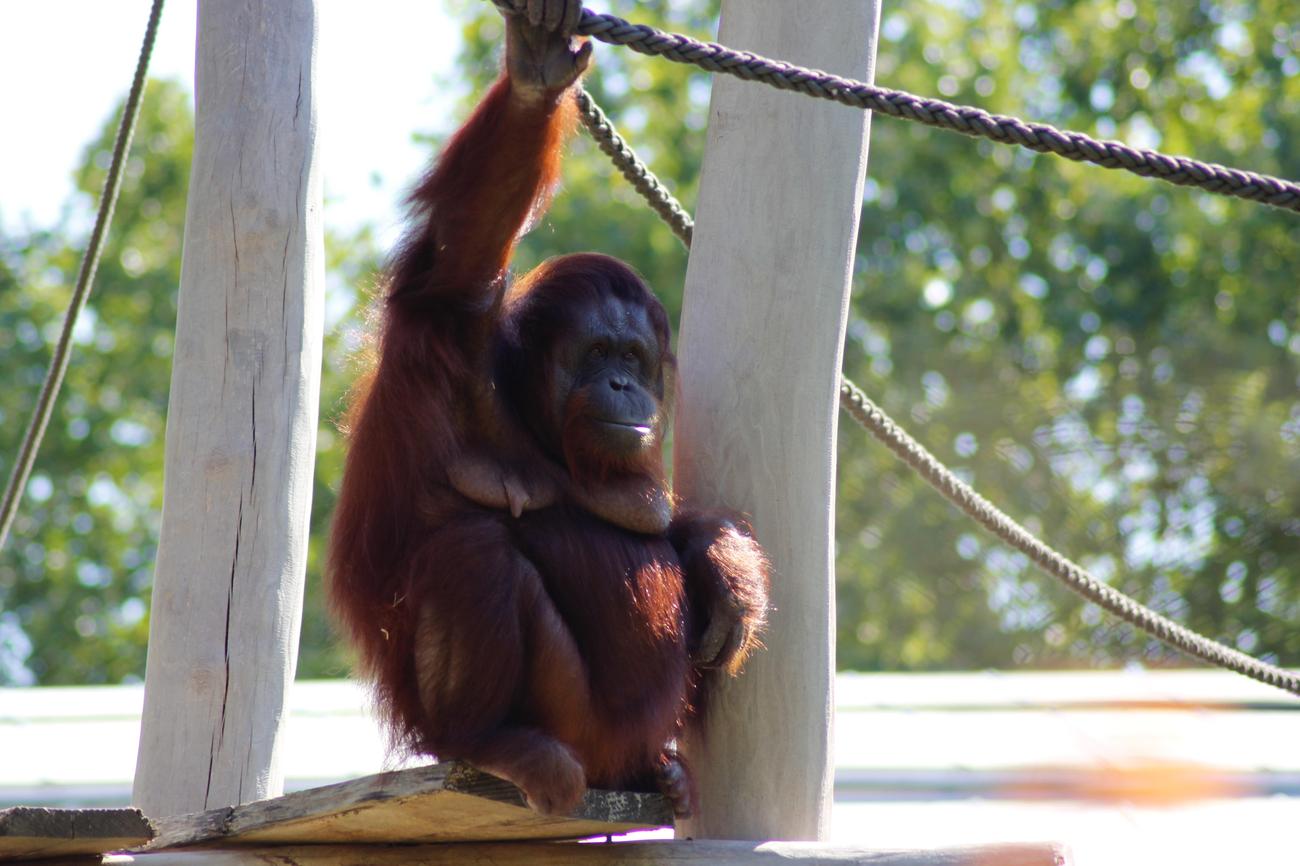 Characteristics of orangutans featured