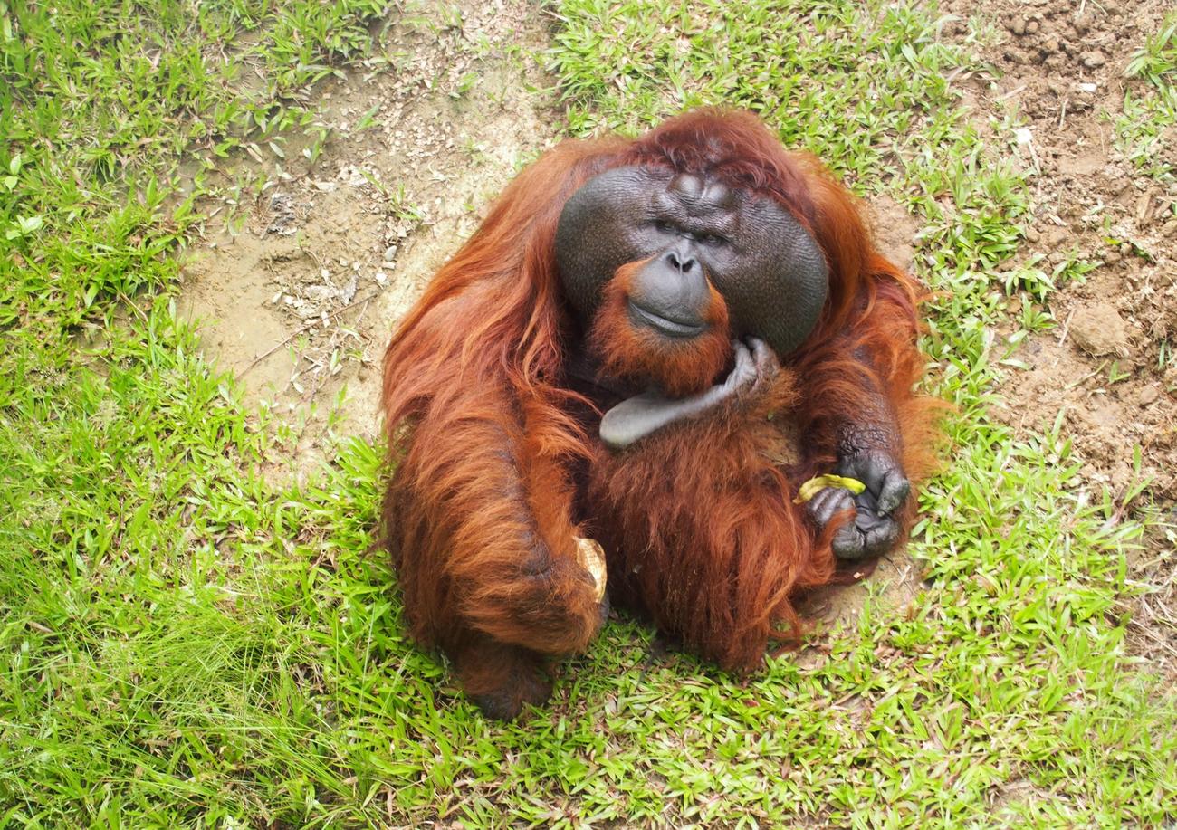 Fascinating insights into Bornean Orangutans
