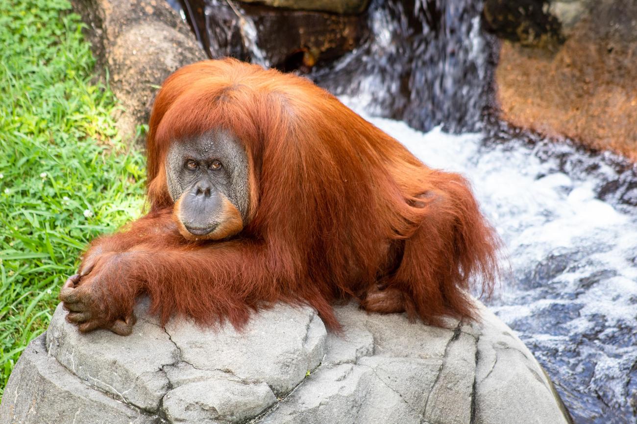 Bornean Orangutans: Fascinating Facts Revealed