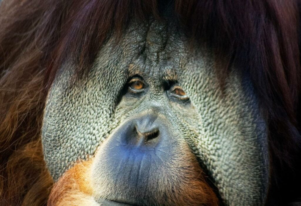 Bornean Orangutans: Fascinating Facts Revealed