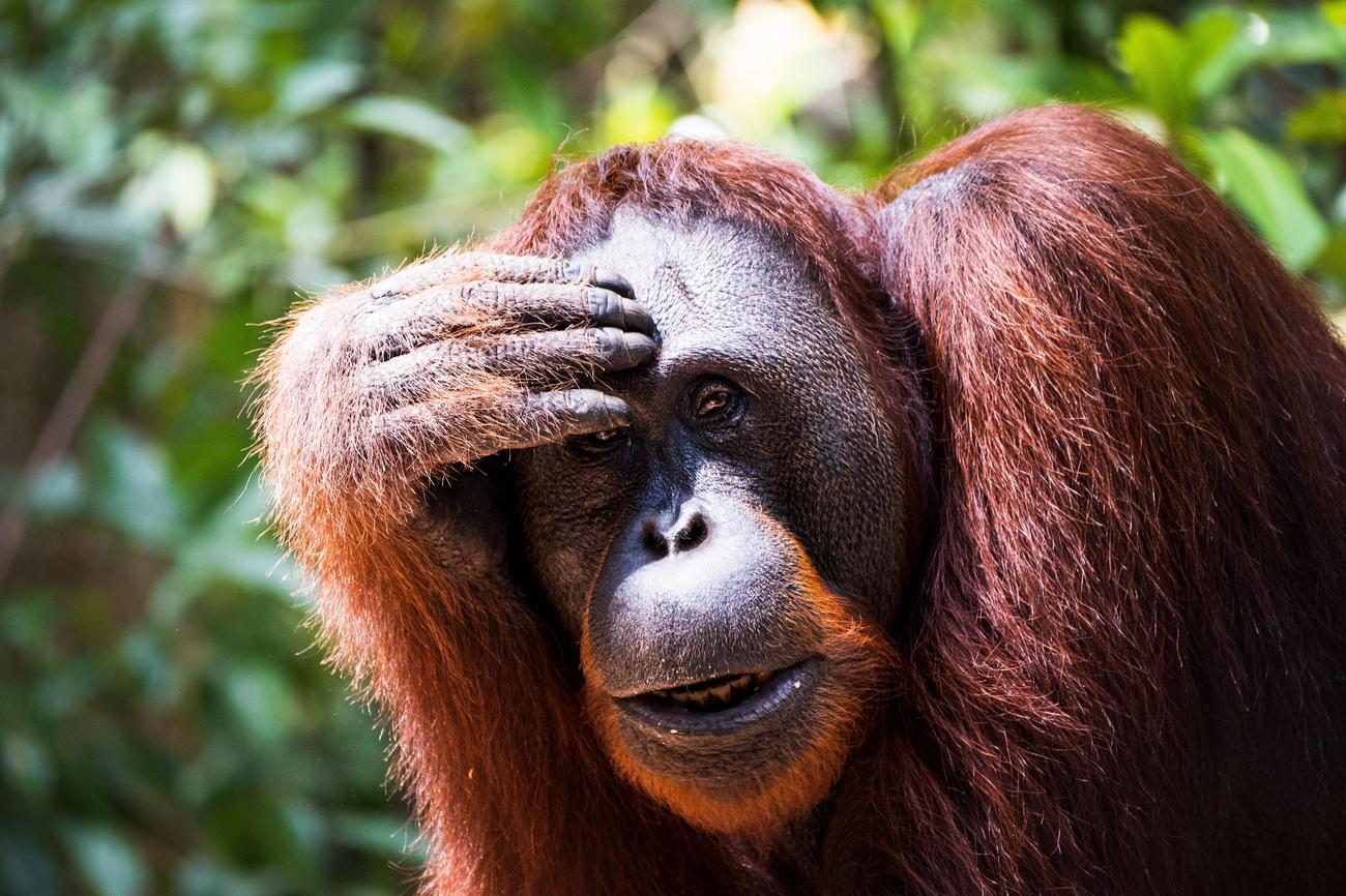 Incredible behavior of Bornean Orangutans