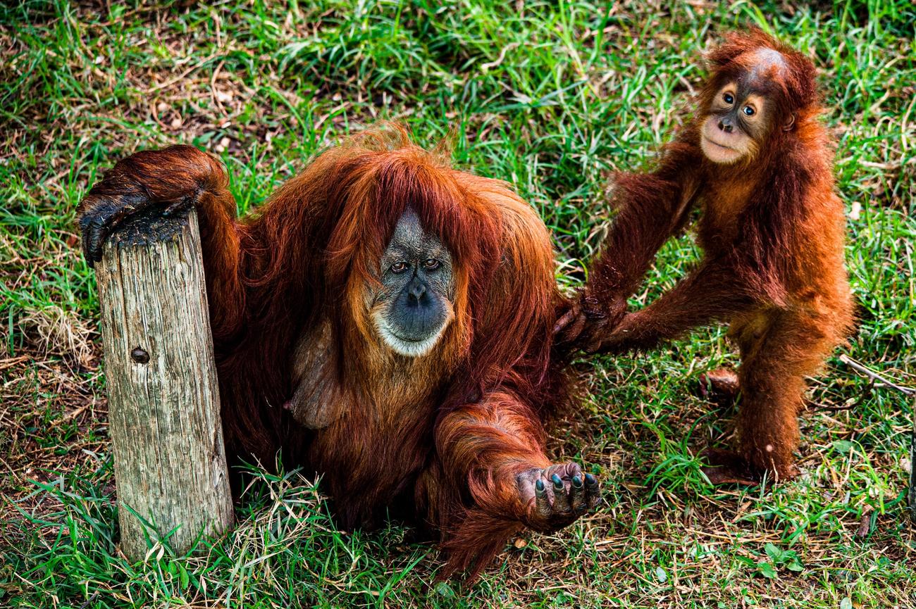 Discover Fascinating Orangutan Habitat Facts