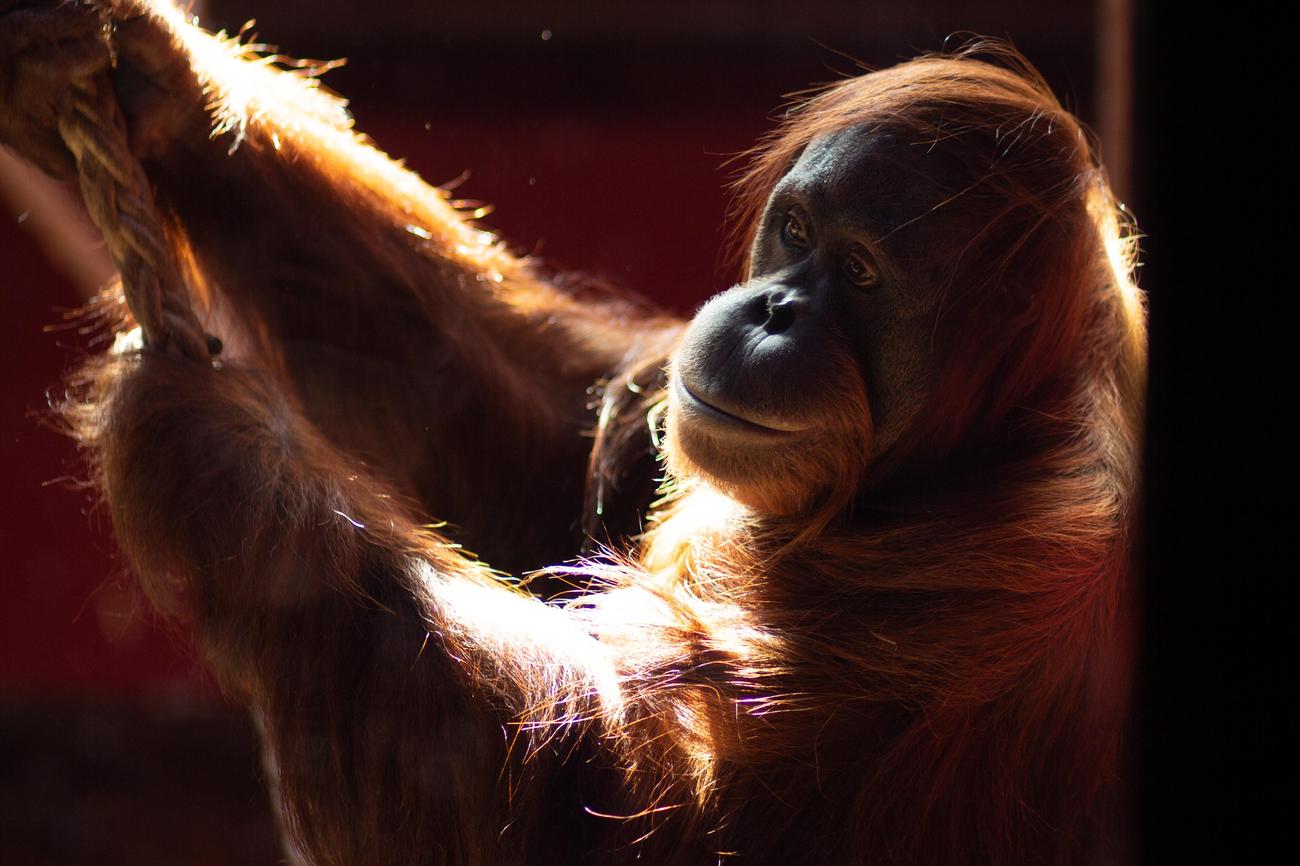 Orangutans endangered