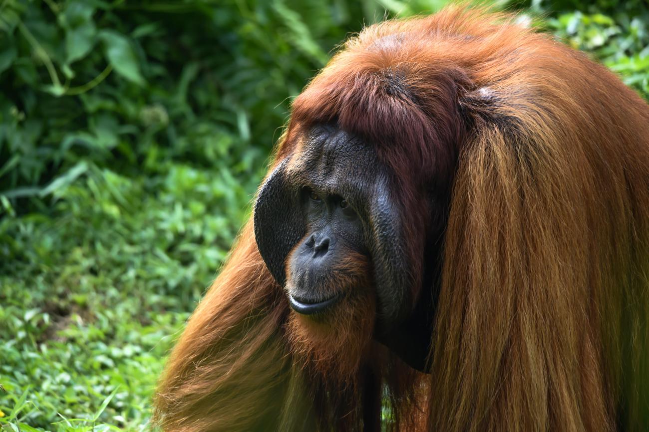 Orangutans endangered featured