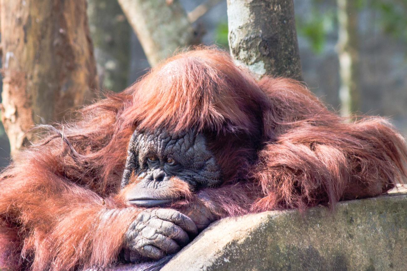Unique aspects of orangutan habitat