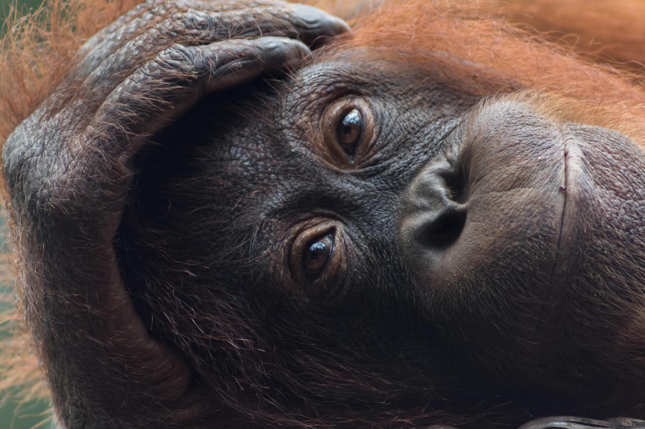 Unique aspects of orangutan habitat featured