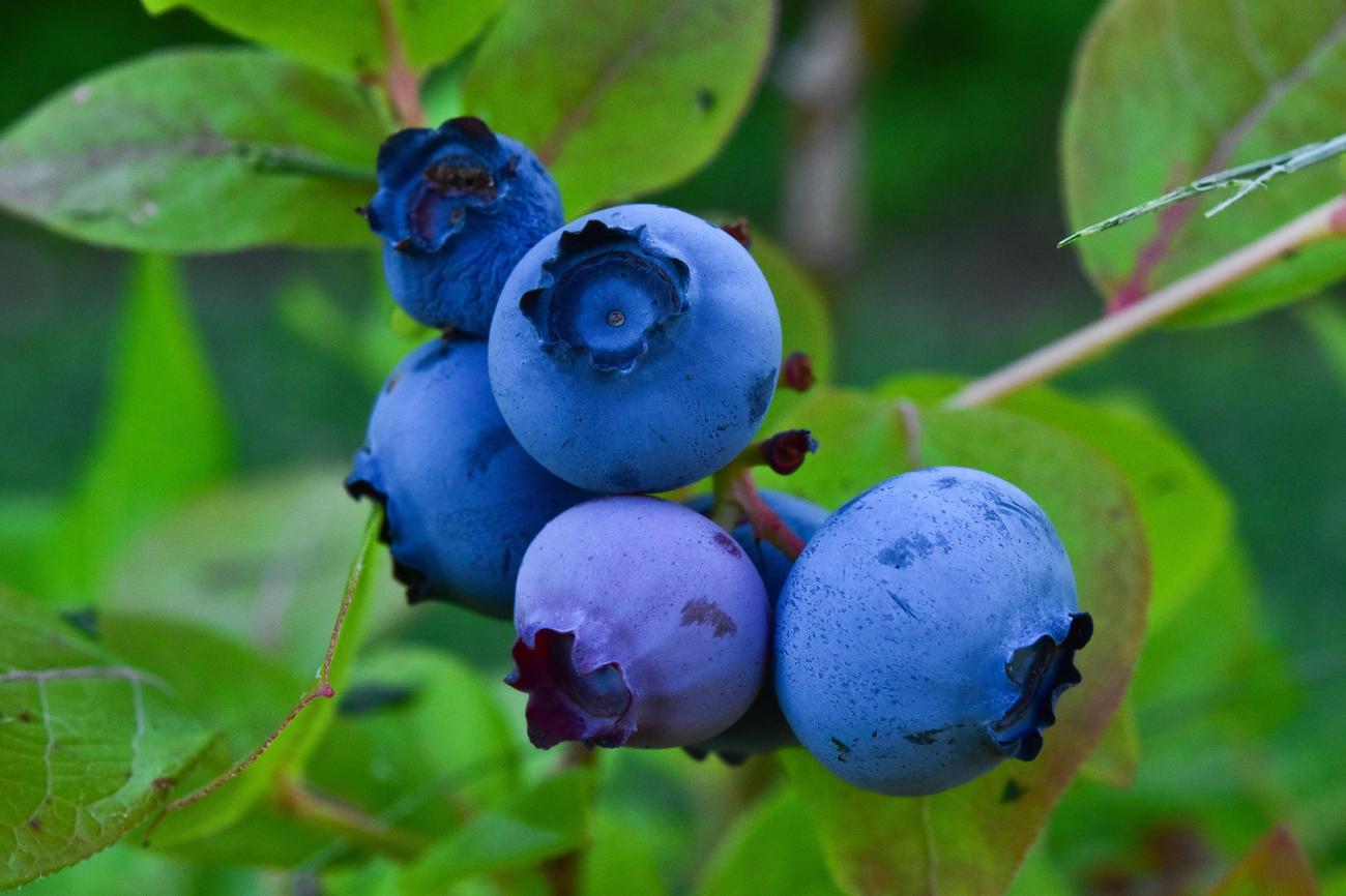blueberries and strawberries fun facts featured