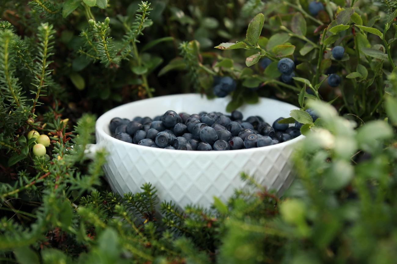 blueberries featured