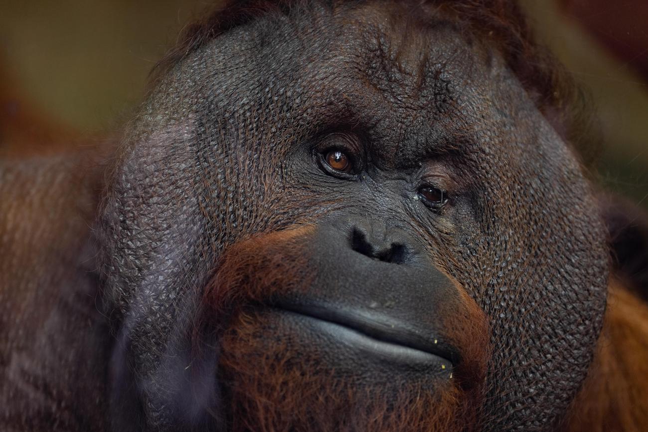 Orangutan Conservation: Saving Endangered Species - Lola App