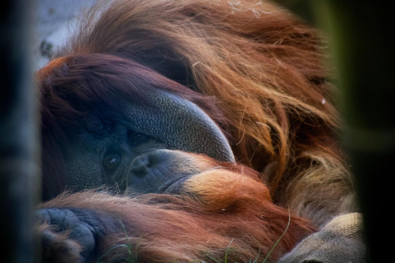 Sumatran Orangutans: Captivating Fun Facts Revealed