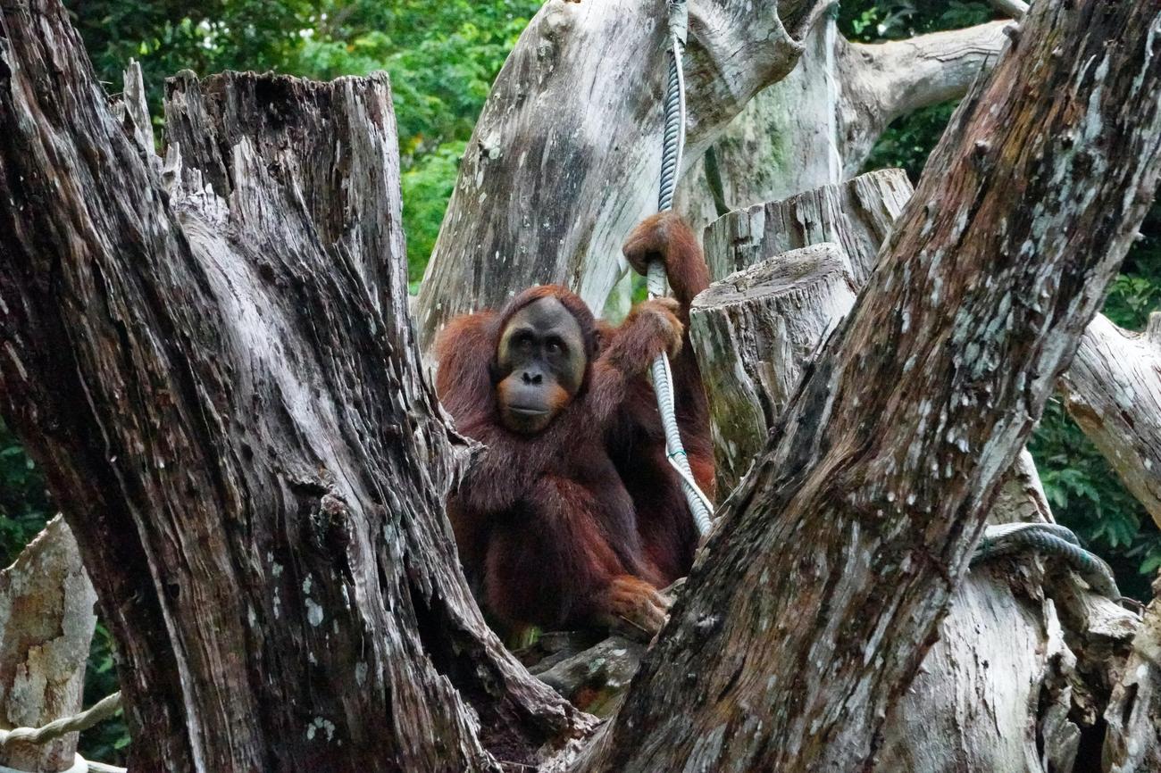 Sumatran Orangutans: Captivating Fun Facts Revealed