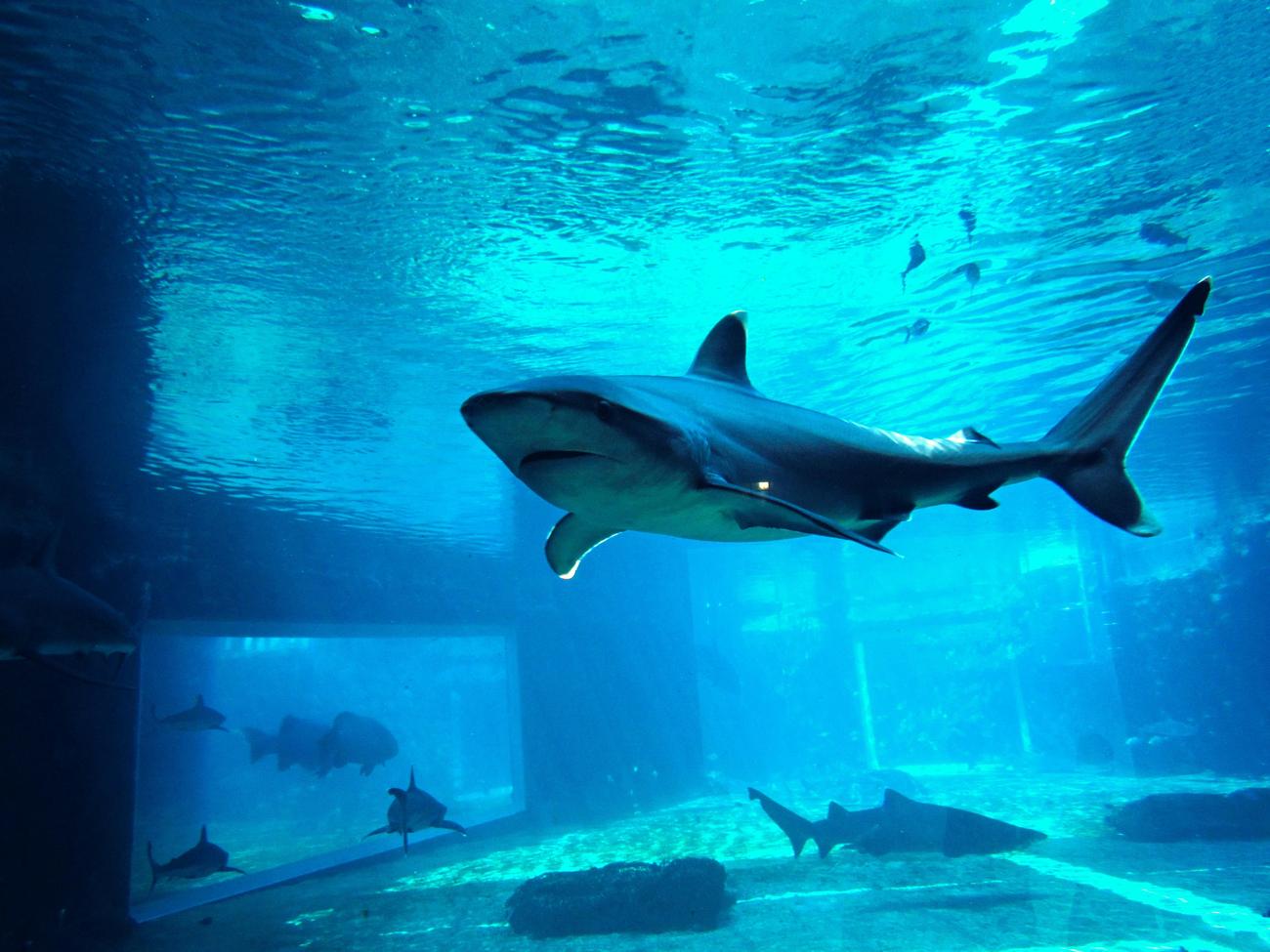 fun shark swimming facts