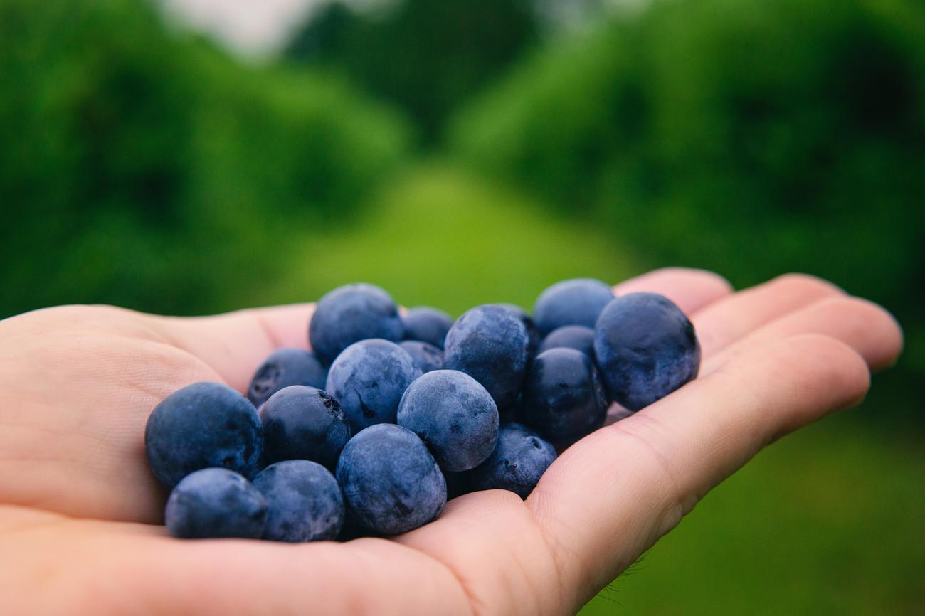 interesting facts about blueberries and strawberries