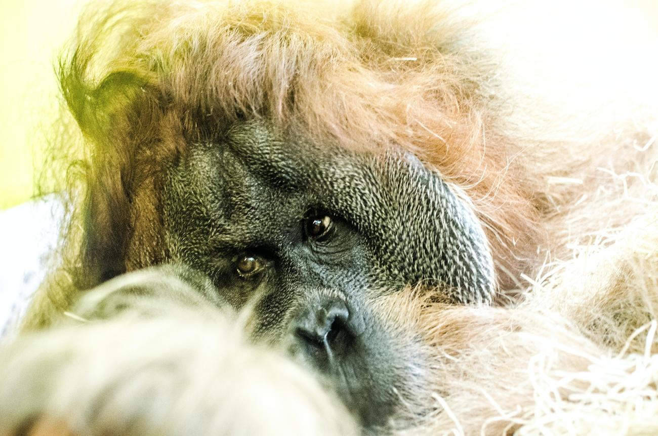 interesting facts about orangutans