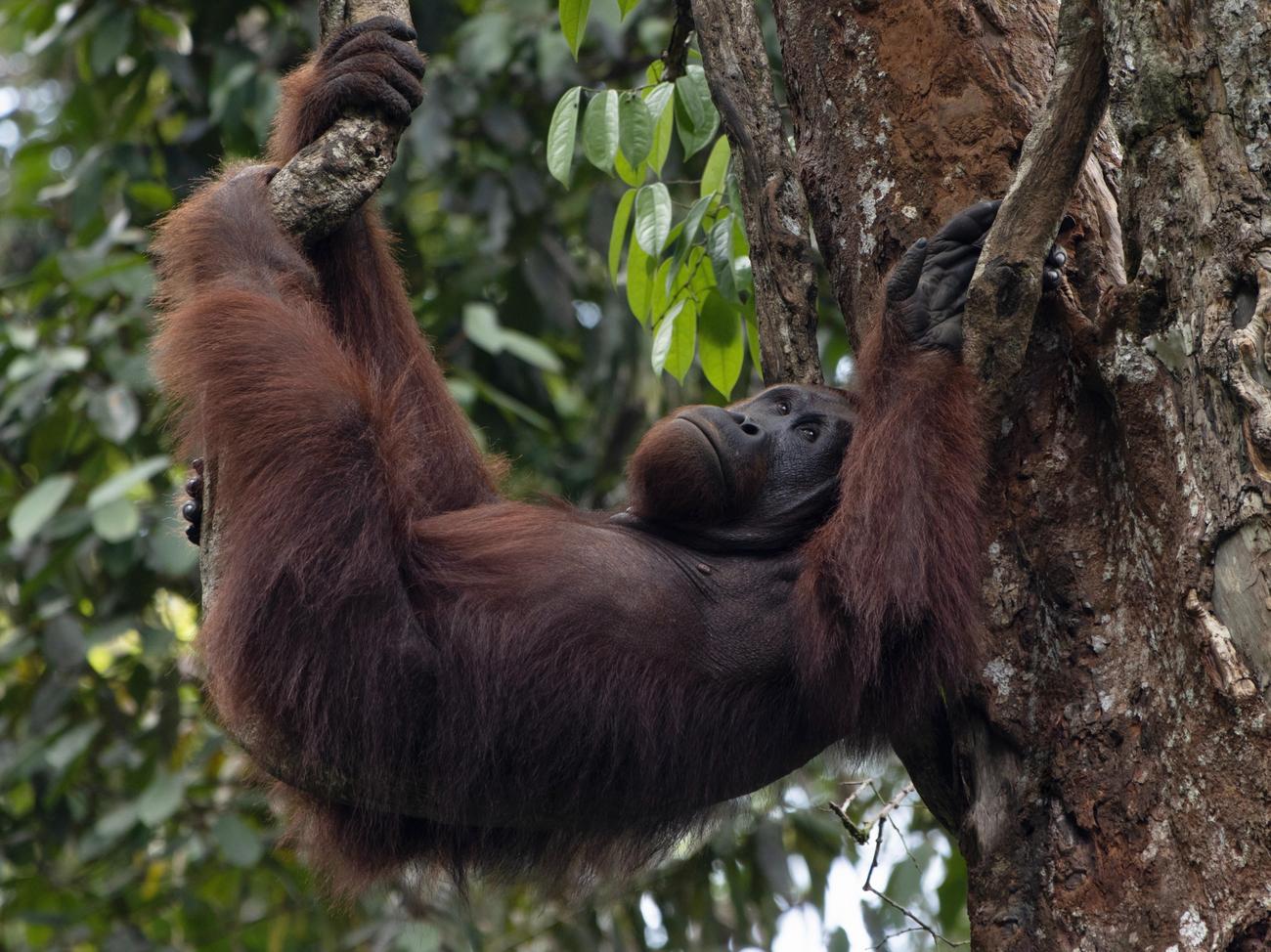 interesting facts about orangutans featured