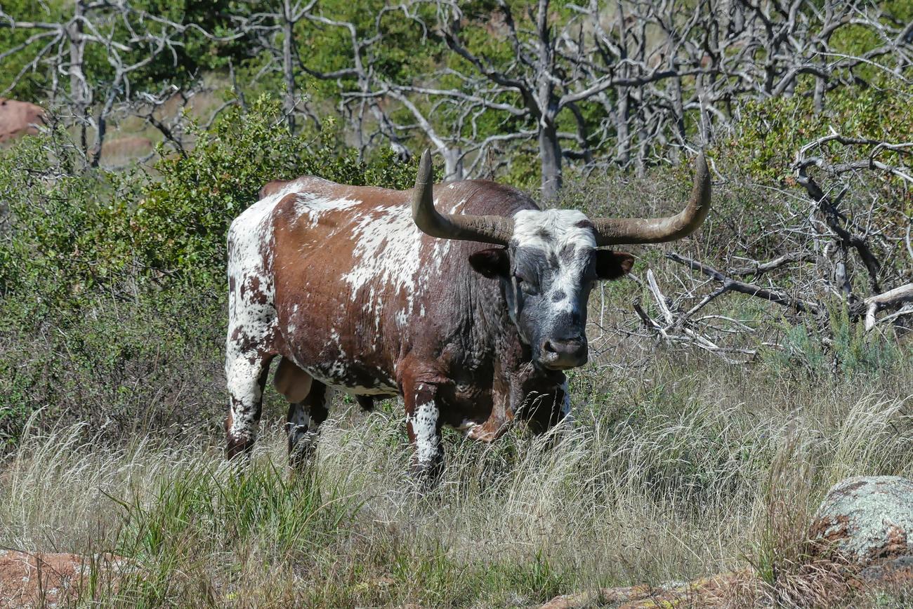 unveiling-longhorn-steakhouse-exploring-the-untold-facts