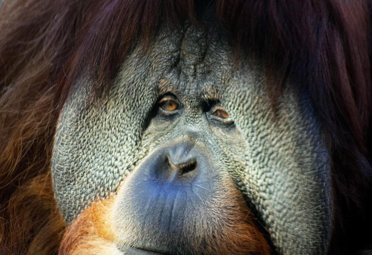 Unveiling the Intriguing Behavior of Orangutans: Insights from a