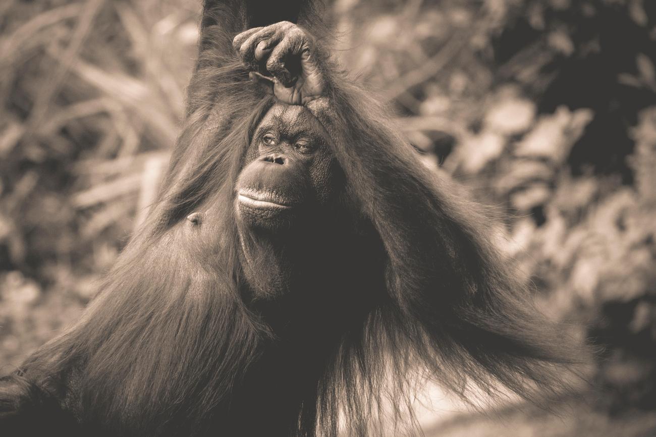 orangutans intelligence