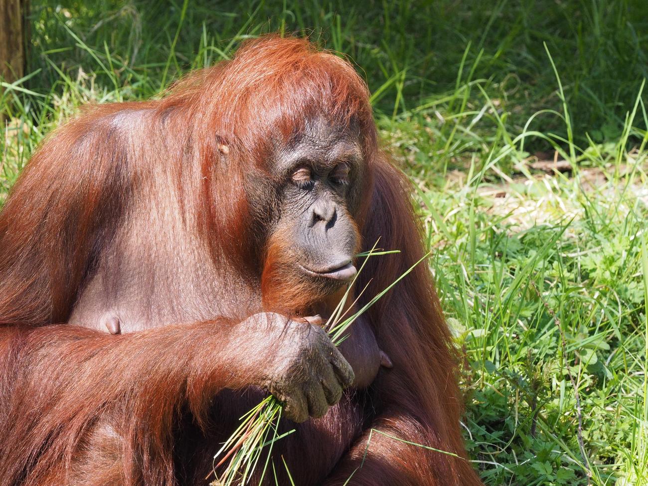 orangutans intelligence featured