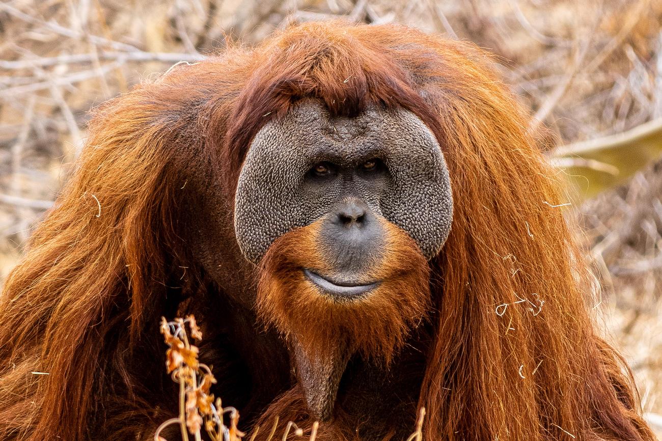 sumatran orangutans