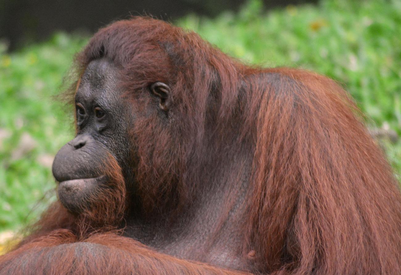sumatran orangutans featured