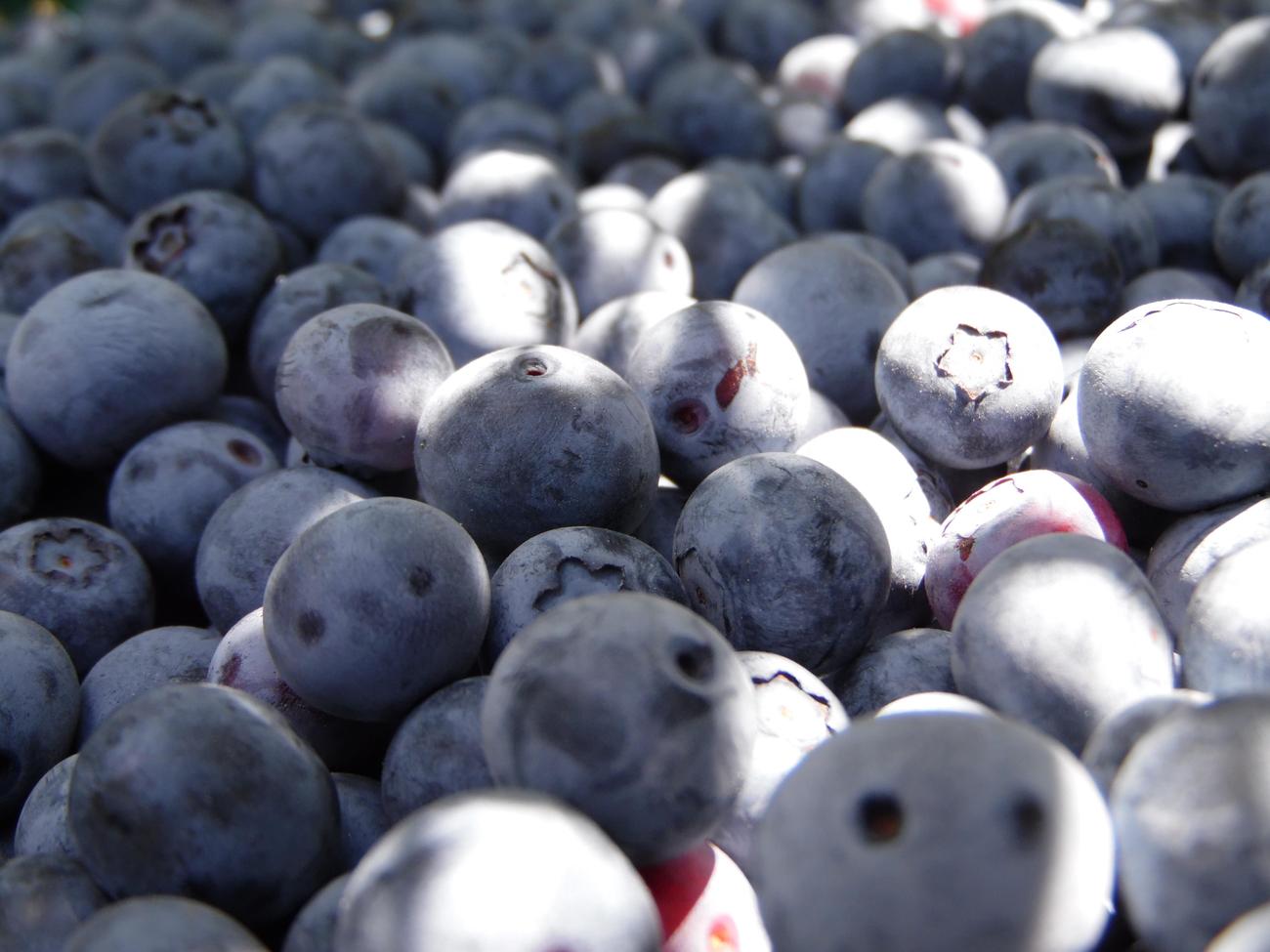 surprising facts about blueberries