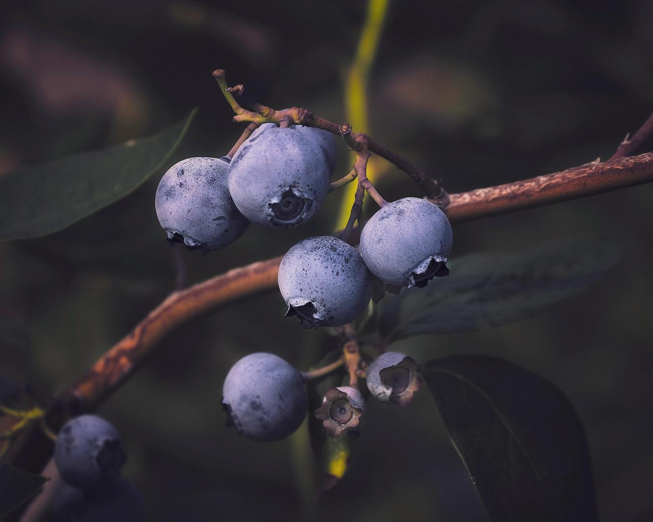 surprising facts about blueberries featured