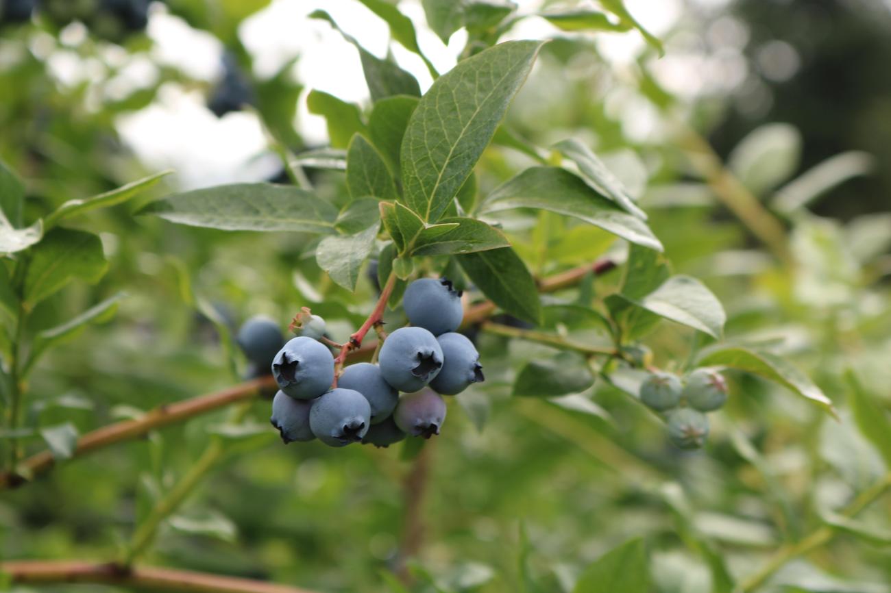surprising information about blueberries