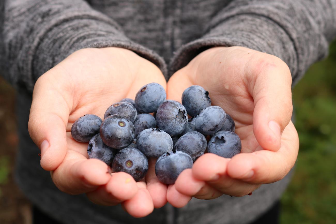 surprising information about blueberries featured
