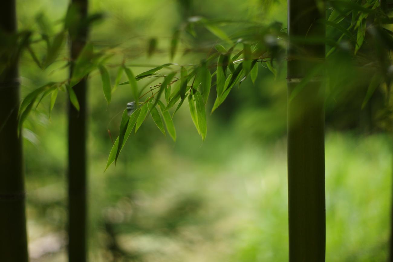 10 Amazing Facts About Bamboo featured