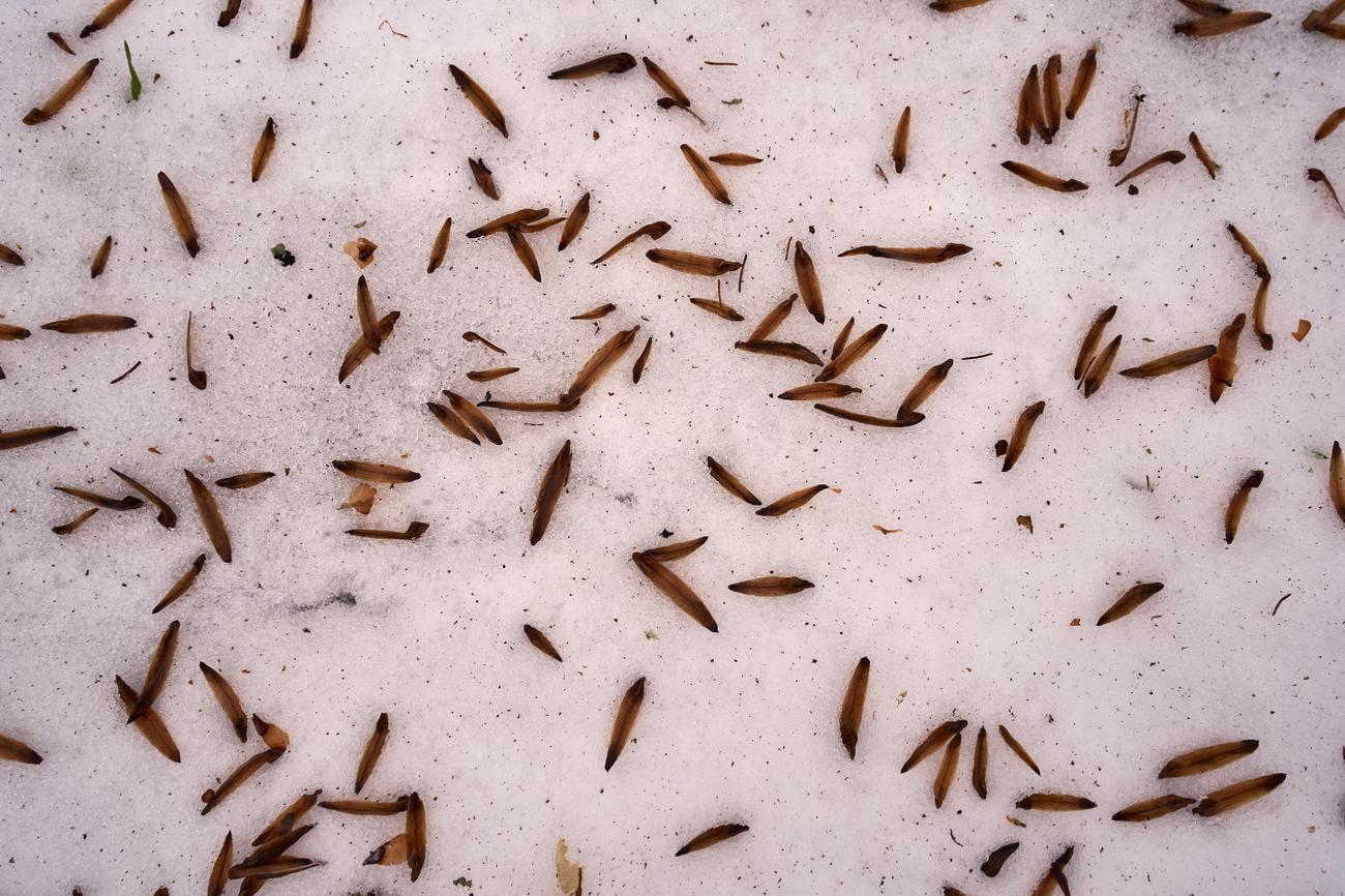 10 fun facts about termites