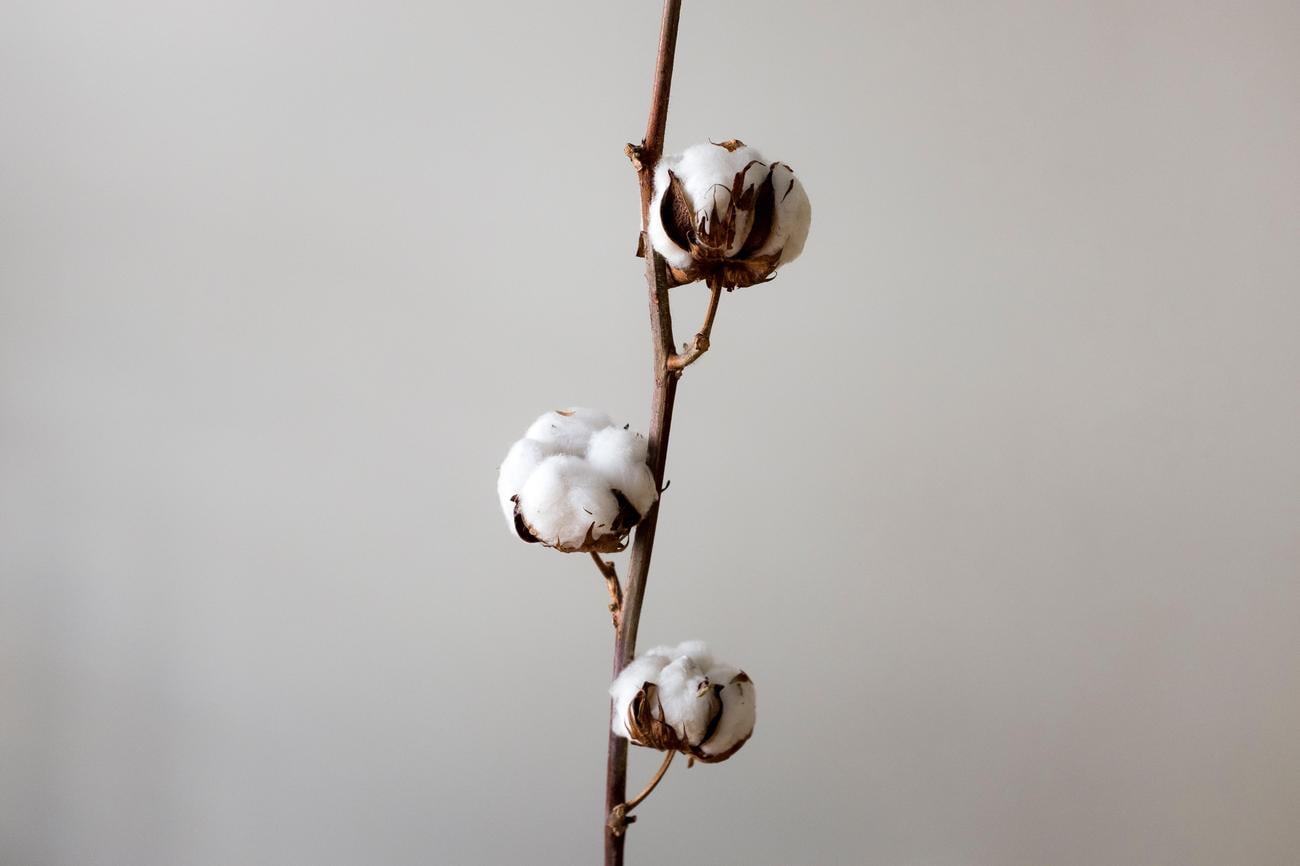 3 Facts About Cotton Plant