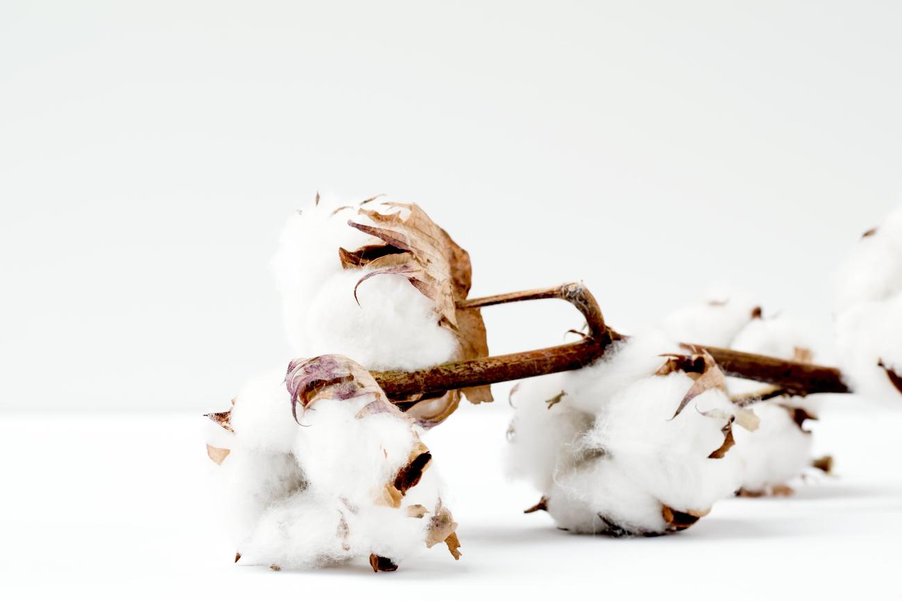 3 facts about cotton gin