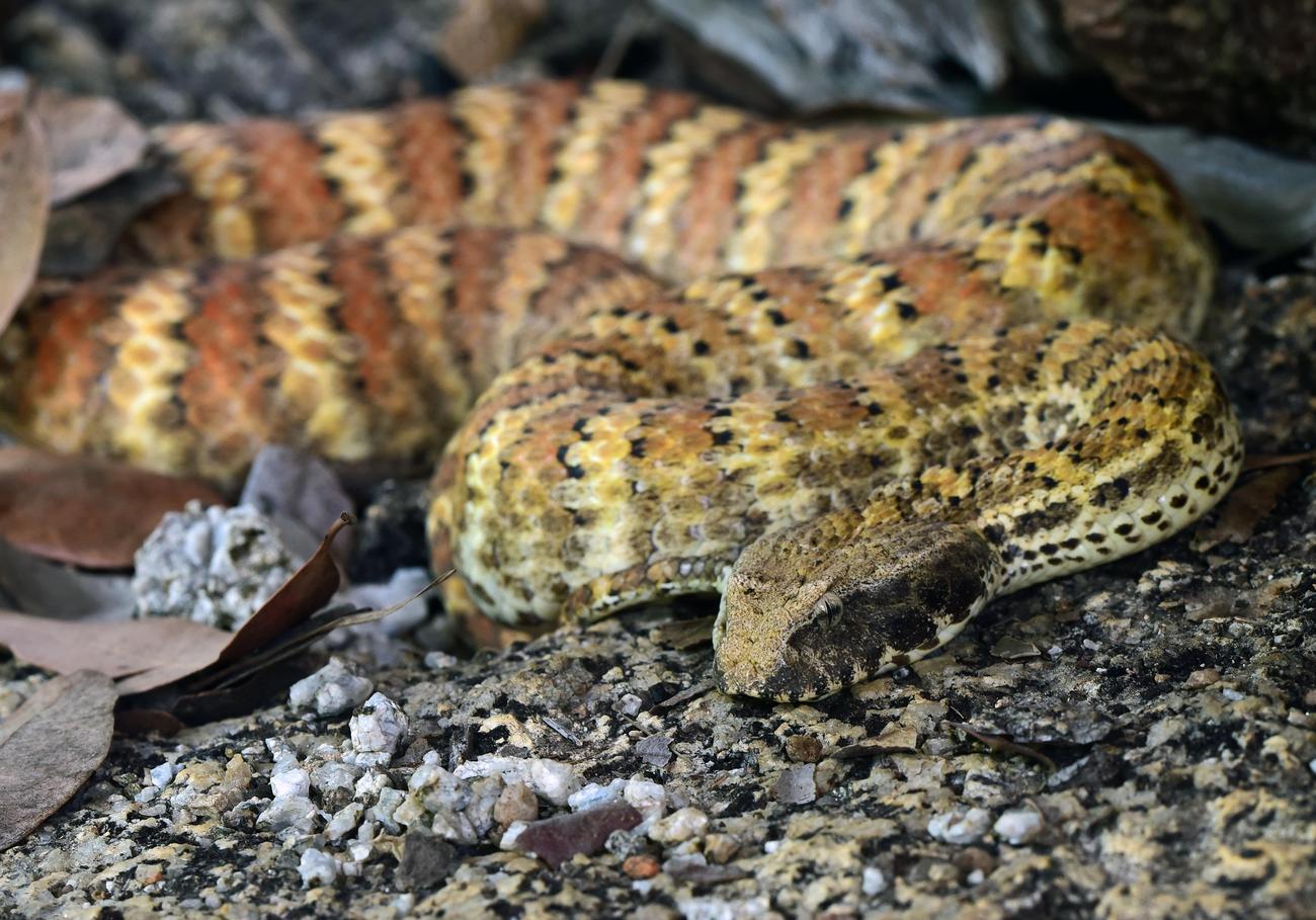3 facts about cottonmouths