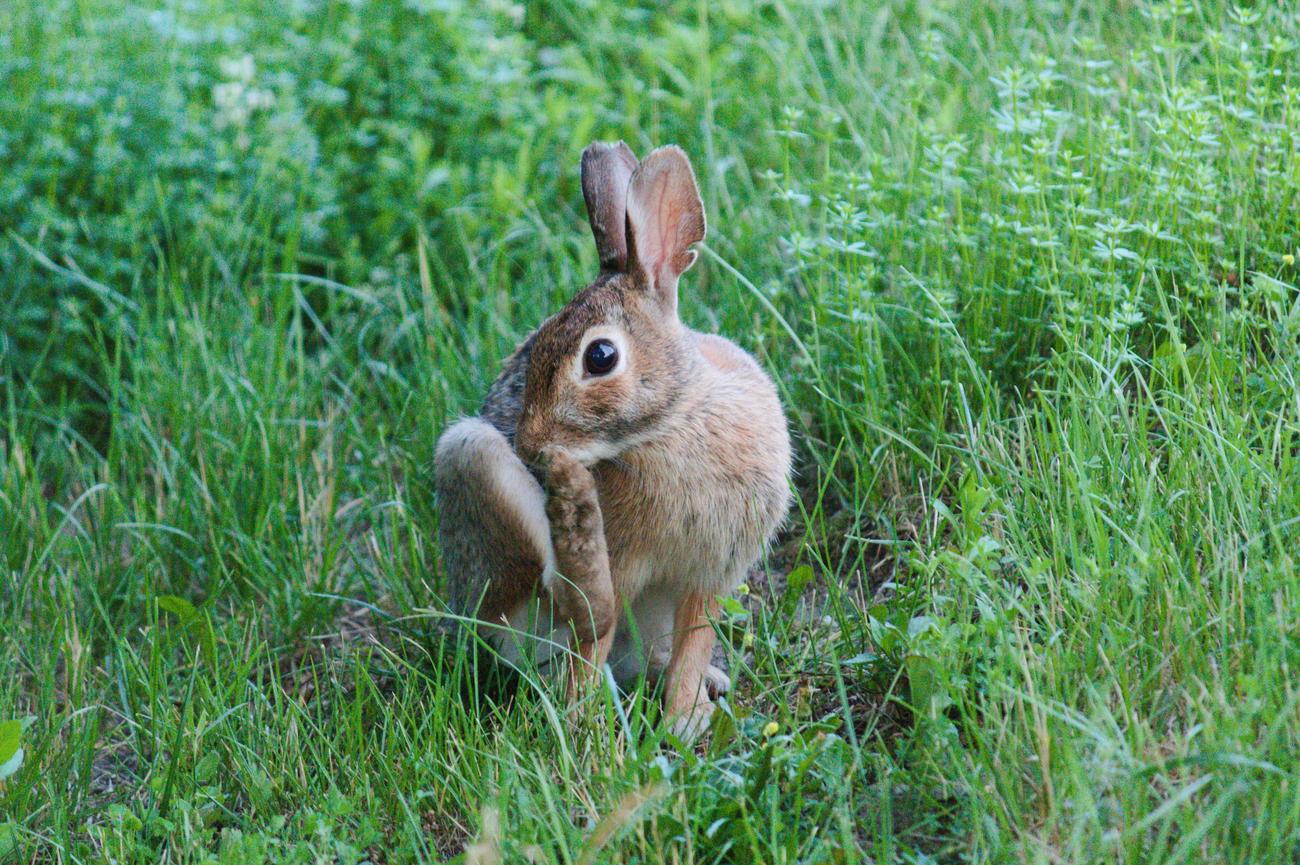 3 facts about cottontail