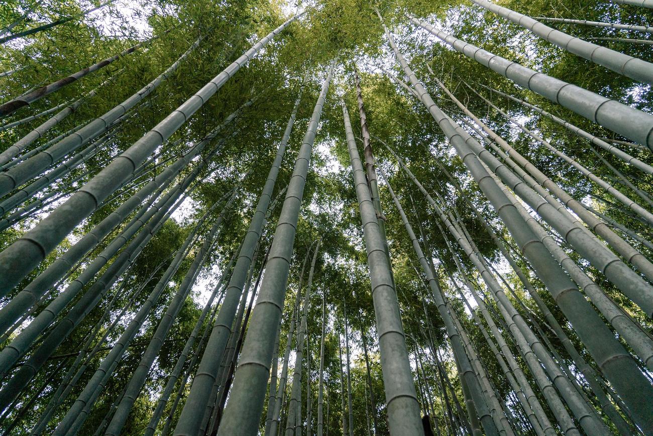 Bamboo Characteristics featured