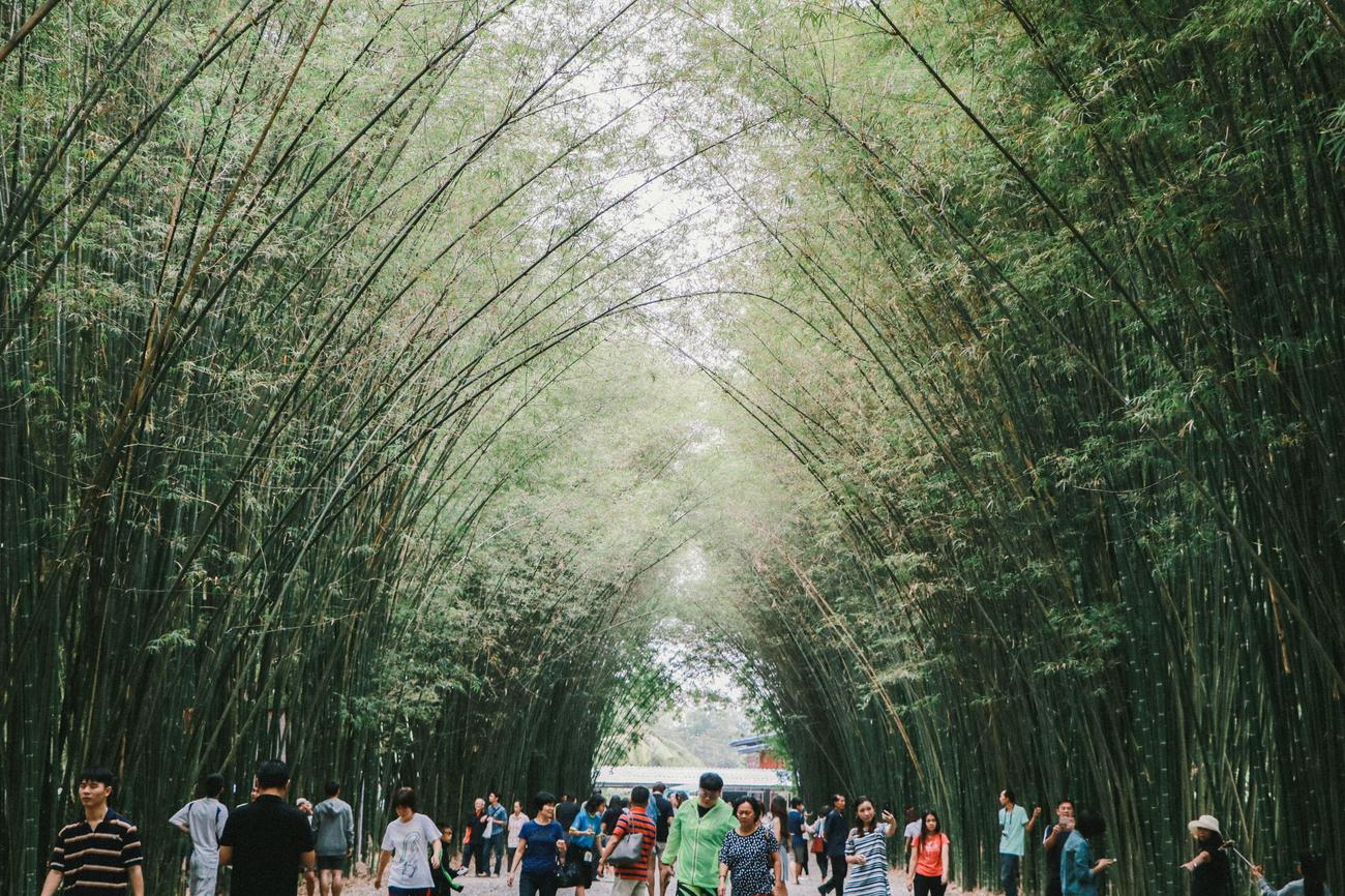 Bamboo as a sustainable resource
