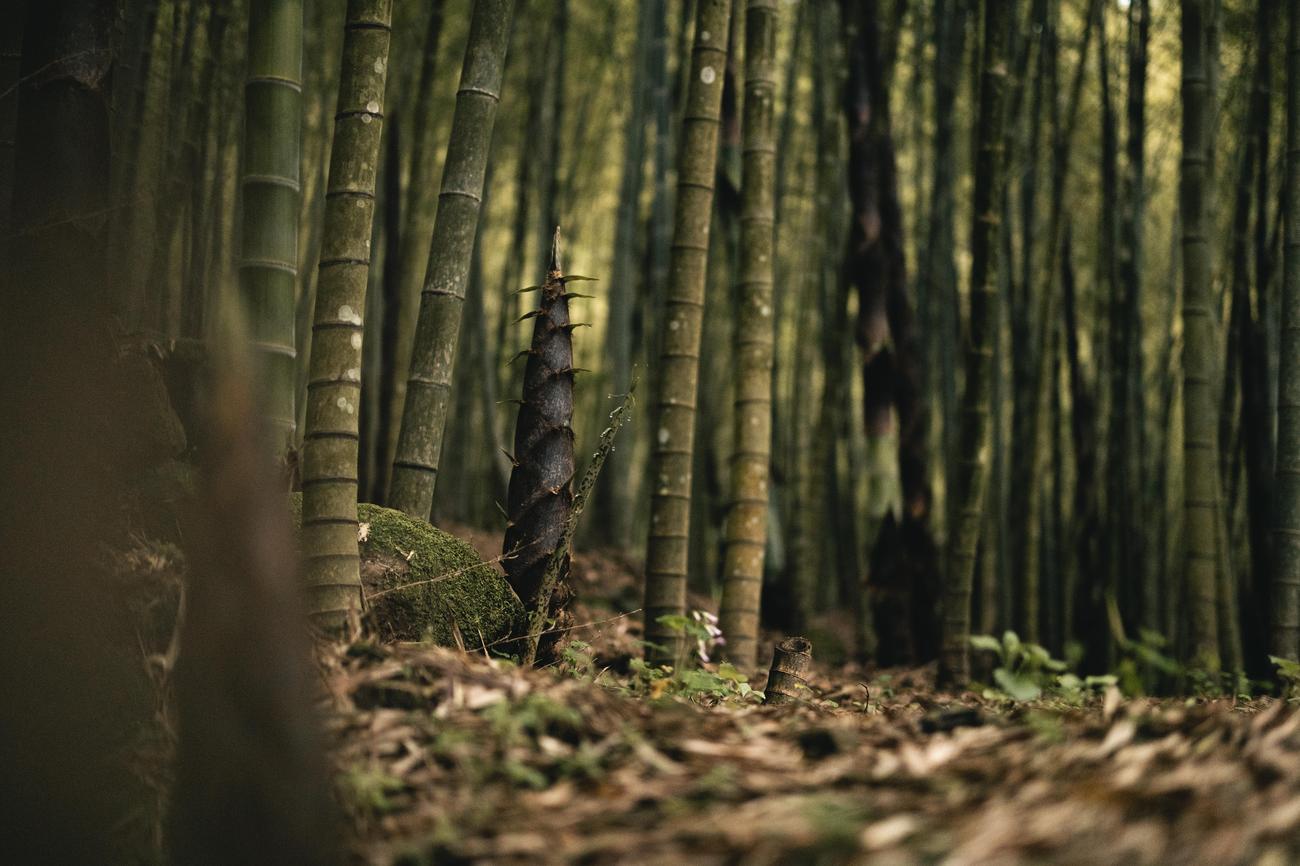 Bamboo facts and trivia