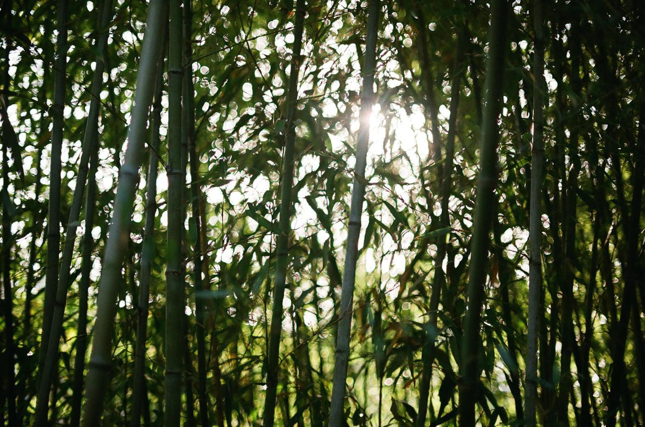 Bamboo growth habits