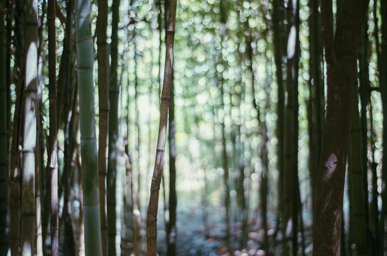 Bamboo growth habits featured