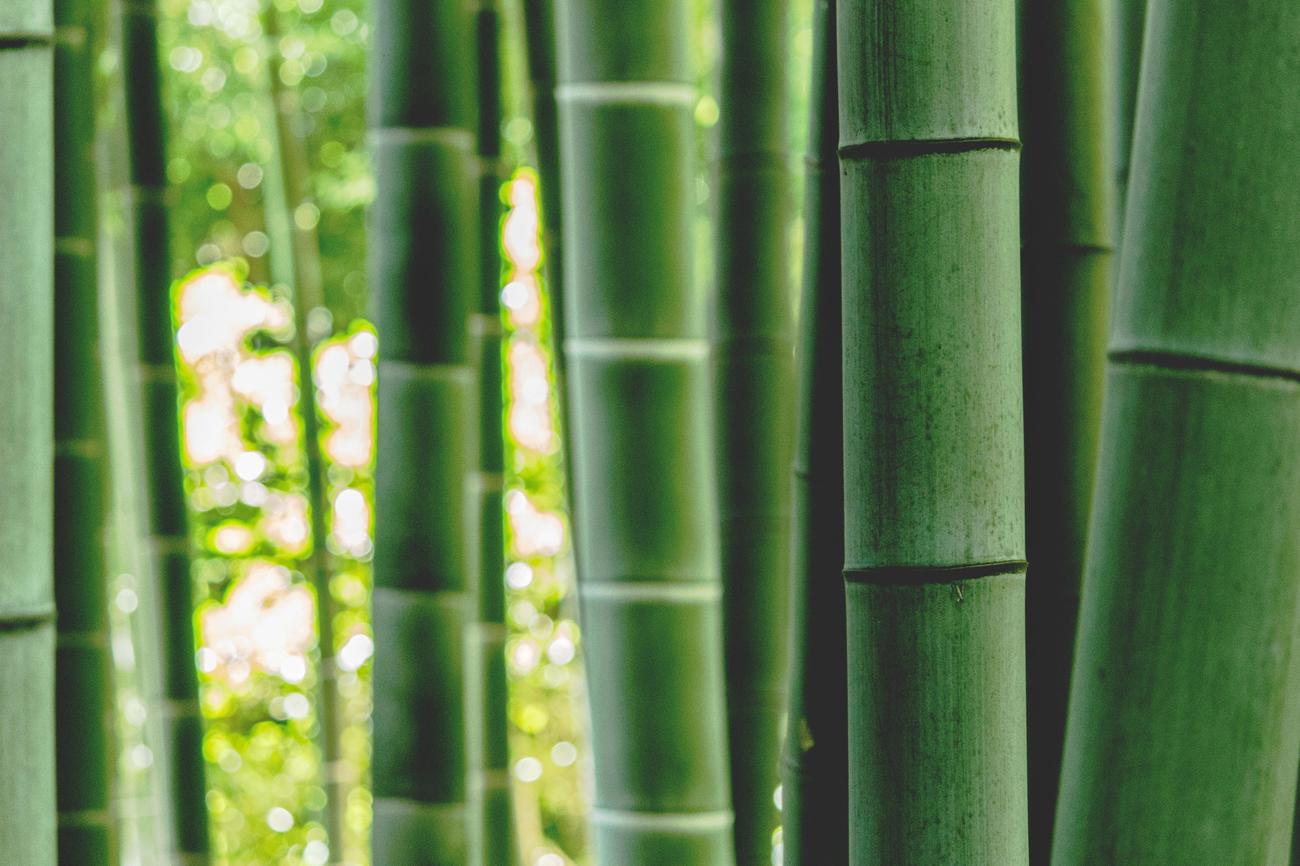 Bamboo plant characteristics