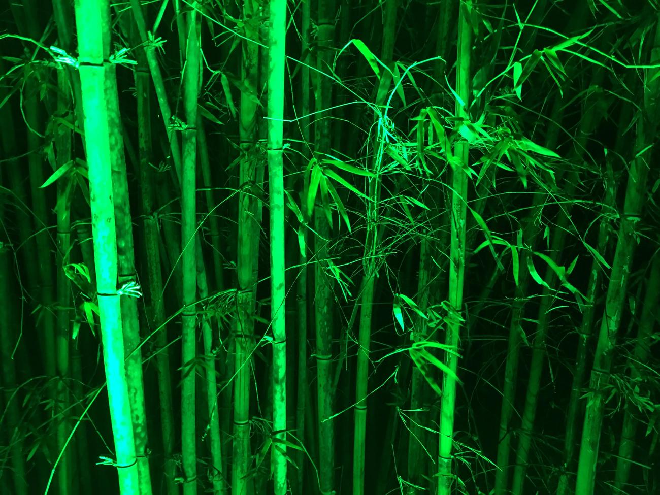 Cultural significance of bamboo