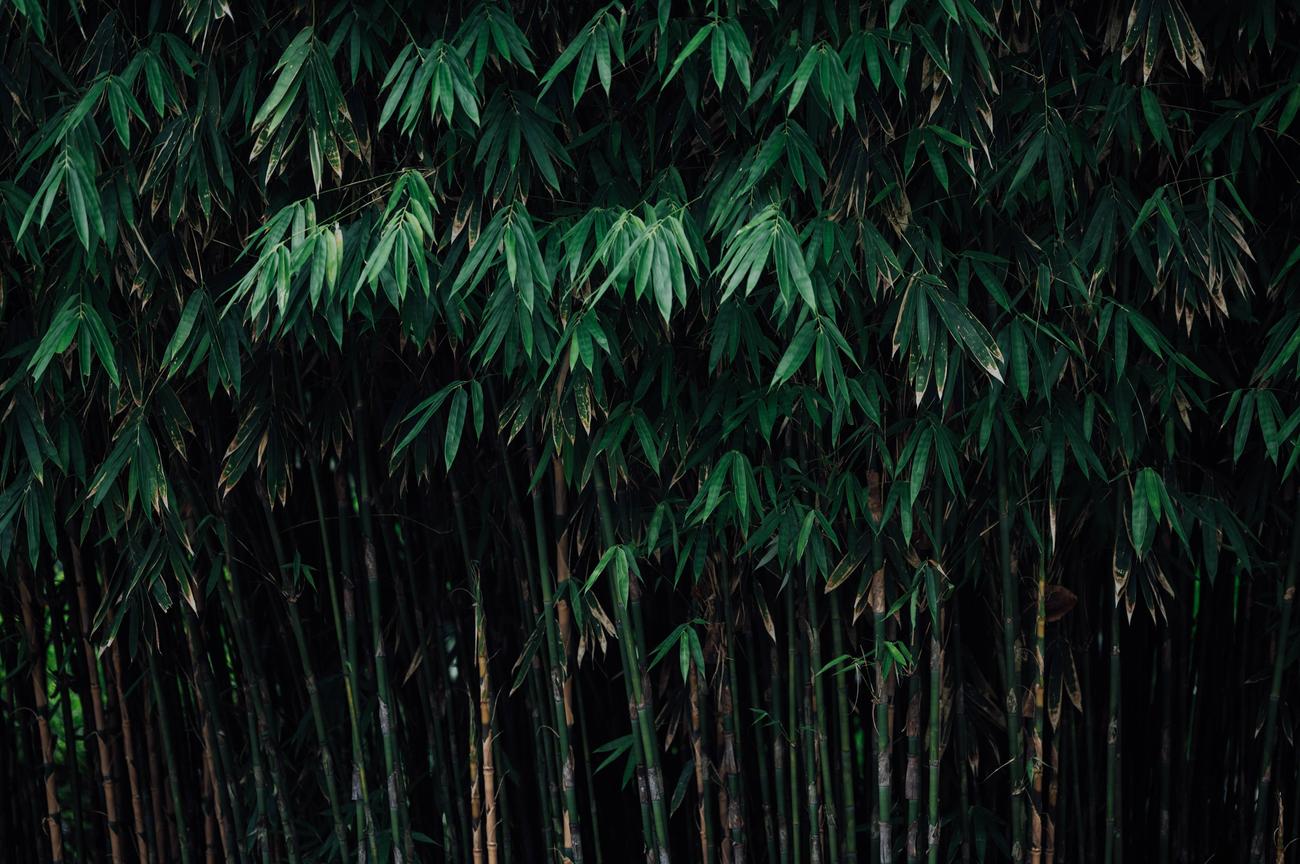 Eco friendly features of bamboo