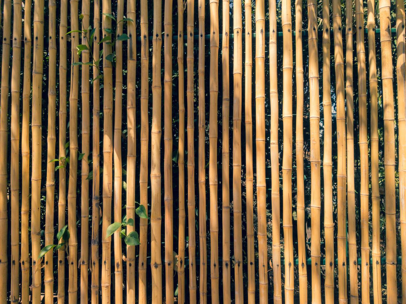 Eco friendly features of bamboo featured